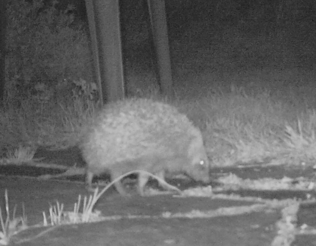 Hedgehog