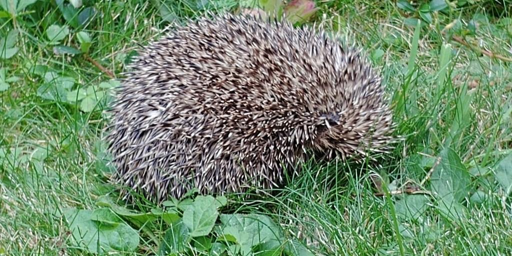 Hedgehog