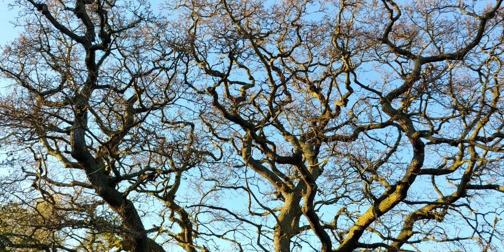 Putnoe Wood