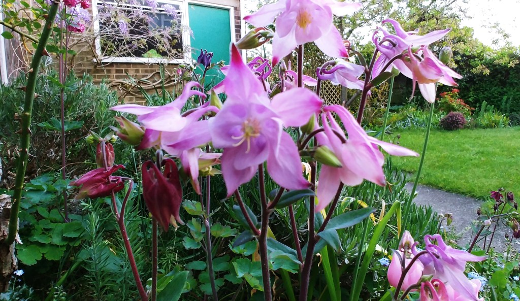 The Garden