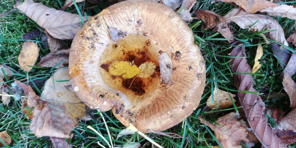 Fungus