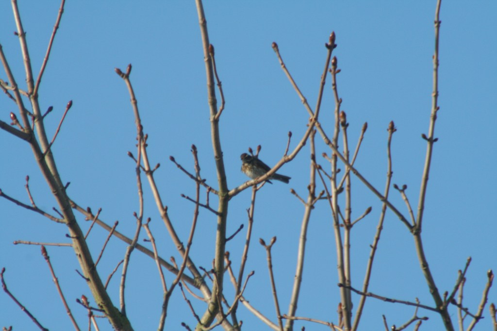 Winter Visitors