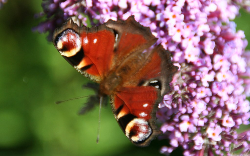 Butterflies