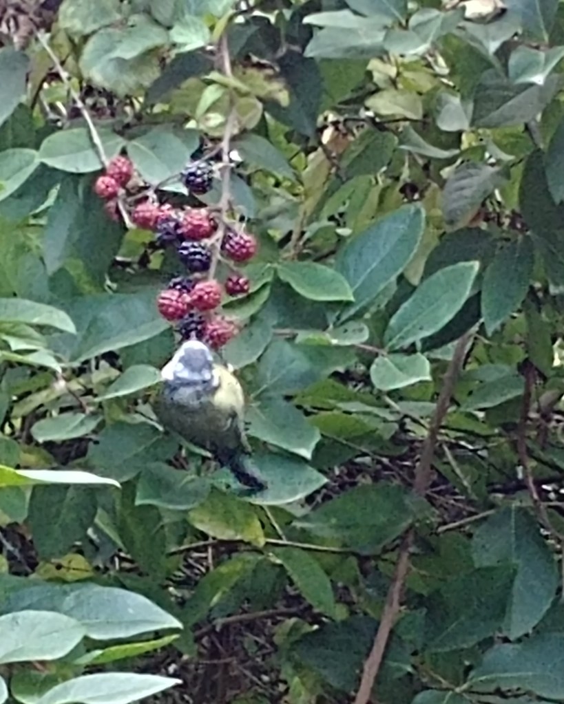 Blue Tit