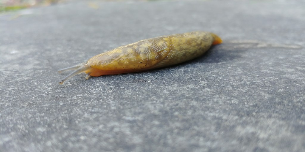 Slugging It Out